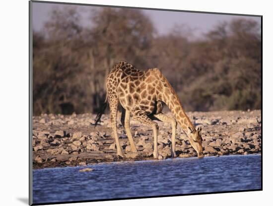 Giraffes at Klein Namutoni Waterhole-DLILLC-Mounted Photographic Print