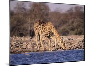 Giraffes at Klein Namutoni Waterhole-DLILLC-Mounted Photographic Print
