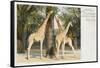 Giraffes at London Zoo - Regent's Park-null-Framed Stretched Canvas
