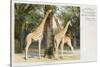 Giraffes at London Zoo - Regent's Park-null-Stretched Canvas