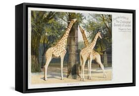 Giraffes at London Zoo - Regent's Park-null-Framed Stretched Canvas