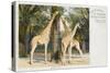 Giraffes at London Zoo - Regent's Park-null-Stretched Canvas