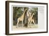 Giraffes at London Zoo - Regent's Park-null-Framed Art Print