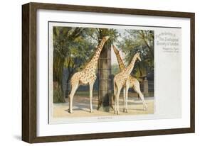 Giraffes at London Zoo - Regent's Park-null-Framed Art Print