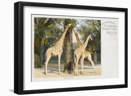Giraffes at London Zoo - Regent's Park-null-Framed Art Print