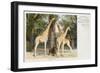 Giraffes at London Zoo - Regent's Park-null-Framed Art Print