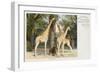 Giraffes at London Zoo - Regent's Park-null-Framed Art Print