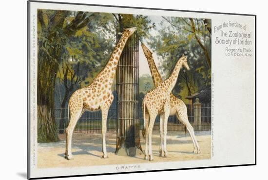 Giraffes at London Zoo - Regent's Park-null-Mounted Art Print