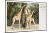 Giraffes at London Zoo - Regent's Park-null-Mounted Art Print