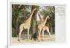 Giraffes at London Zoo - Regent's Park-null-Framed Art Print