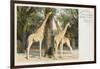Giraffes at London Zoo - Regent's Park-null-Framed Art Print