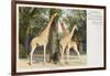 Giraffes at London Zoo - Regent's Park-null-Framed Art Print