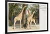 Giraffes at London Zoo - Regent's Park-null-Framed Art Print