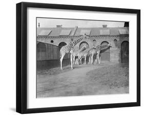 Giraffes at London Zoo-null-Framed Photographic Print