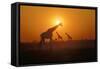 Giraffes at Sunset-null-Framed Stretched Canvas