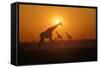 Giraffes at Sunset-null-Framed Stretched Canvas