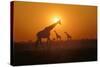 Giraffes at Sunset-null-Stretched Canvas