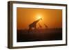 Giraffes at Sunset-null-Framed Photographic Print