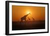 Giraffes at Sunset-null-Framed Photographic Print