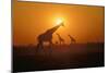 Giraffes at Sunset-null-Mounted Photographic Print