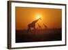 Giraffes at Sunset-null-Framed Photographic Print