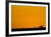 Giraffes at Sunset-null-Framed Photographic Print