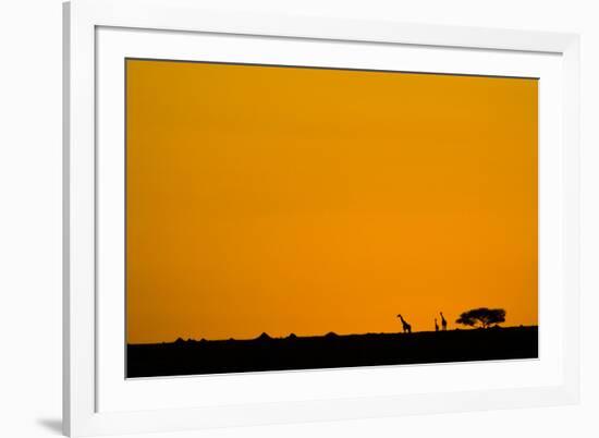 Giraffes at Sunset-null-Framed Photographic Print