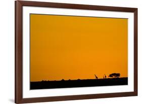 Giraffes at Sunset-null-Framed Photographic Print