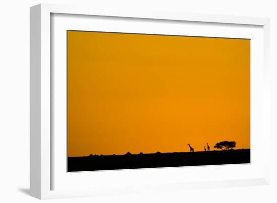 Giraffes at Sunset-null-Framed Photographic Print