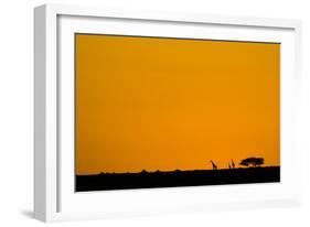 Giraffes at Sunset-null-Framed Photographic Print