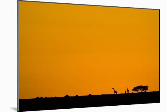 Giraffes at Sunset-null-Mounted Photographic Print