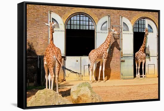 Giraffes at the London Zoo in Regent Park-Kamira-Framed Stretched Canvas