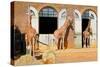 Giraffes at the London Zoo in Regent Park-Kamira-Stretched Canvas