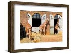 Giraffes at the London Zoo in Regent Park-Kamira-Framed Photographic Print