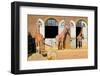 Giraffes at the London Zoo in Regent Park-Kamira-Framed Photographic Print