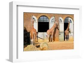 Giraffes at the London Zoo in Regent Park-Kamira-Framed Photographic Print