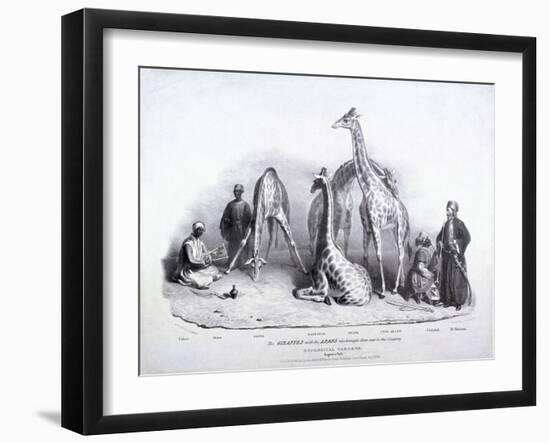 Giraffes at the Zoological Gardens, Regent's Park, Marylebone, London, 1836-George Scharf-Framed Giclee Print