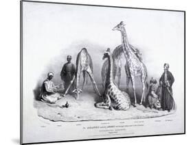 Giraffes at the Zoological Gardens, Regent's Park, Marylebone, London, 1836-George Scharf-Mounted Giclee Print
