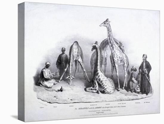 Giraffes at the Zoological Gardens, Regent's Park, Marylebone, London, 1836-George Scharf-Stretched Canvas