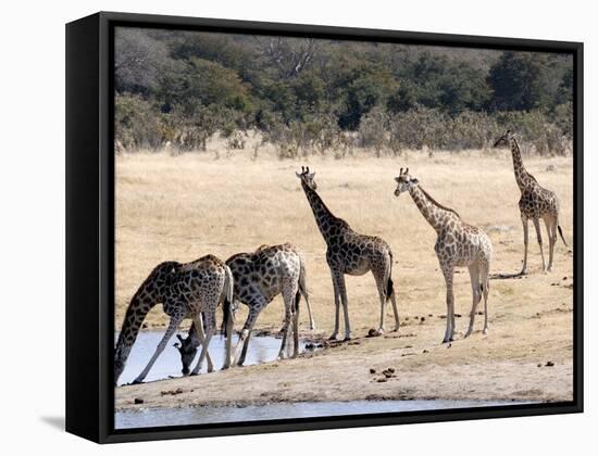 Giraffes at Waterhole, Hwange National Park, Zimbabawe, Africa-null-Framed Stretched Canvas