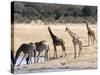 Giraffes at Waterhole, Hwange National Park, Zimbabawe, Africa-null-Stretched Canvas