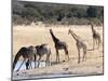 Giraffes at Waterhole, Hwange National Park, Zimbabawe, Africa-null-Mounted Photographic Print