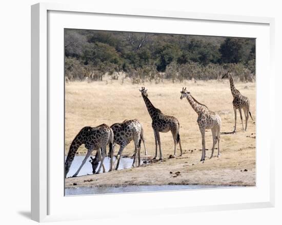 Giraffes at Waterhole, Hwange National Park, Zimbabawe, Africa-null-Framed Photographic Print