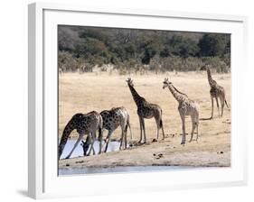 Giraffes at Waterhole, Hwange National Park, Zimbabawe, Africa-null-Framed Photographic Print