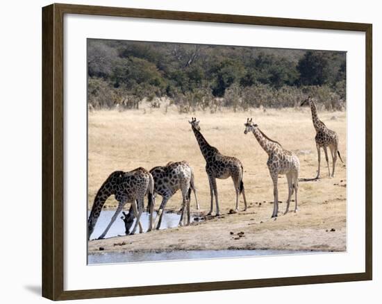 Giraffes at Waterhole, Hwange National Park, Zimbabawe, Africa-null-Framed Photographic Print