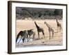 Giraffes at Waterhole, Hwange National Park, Zimbabawe, Africa-null-Framed Photographic Print