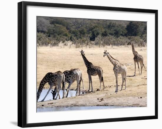 Giraffes at Waterhole, Hwange National Park, Zimbabawe, Africa-null-Framed Photographic Print