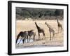 Giraffes at Waterhole, Hwange National Park, Zimbabawe, Africa-null-Framed Photographic Print