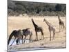 Giraffes at Waterhole, Hwange National Park, Zimbabawe, Africa-null-Mounted Photographic Print