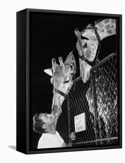 Giraffes Being Friendly with Circus Vet-Francis Miller-Framed Stretched Canvas